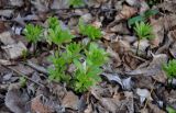 Galium odoratum