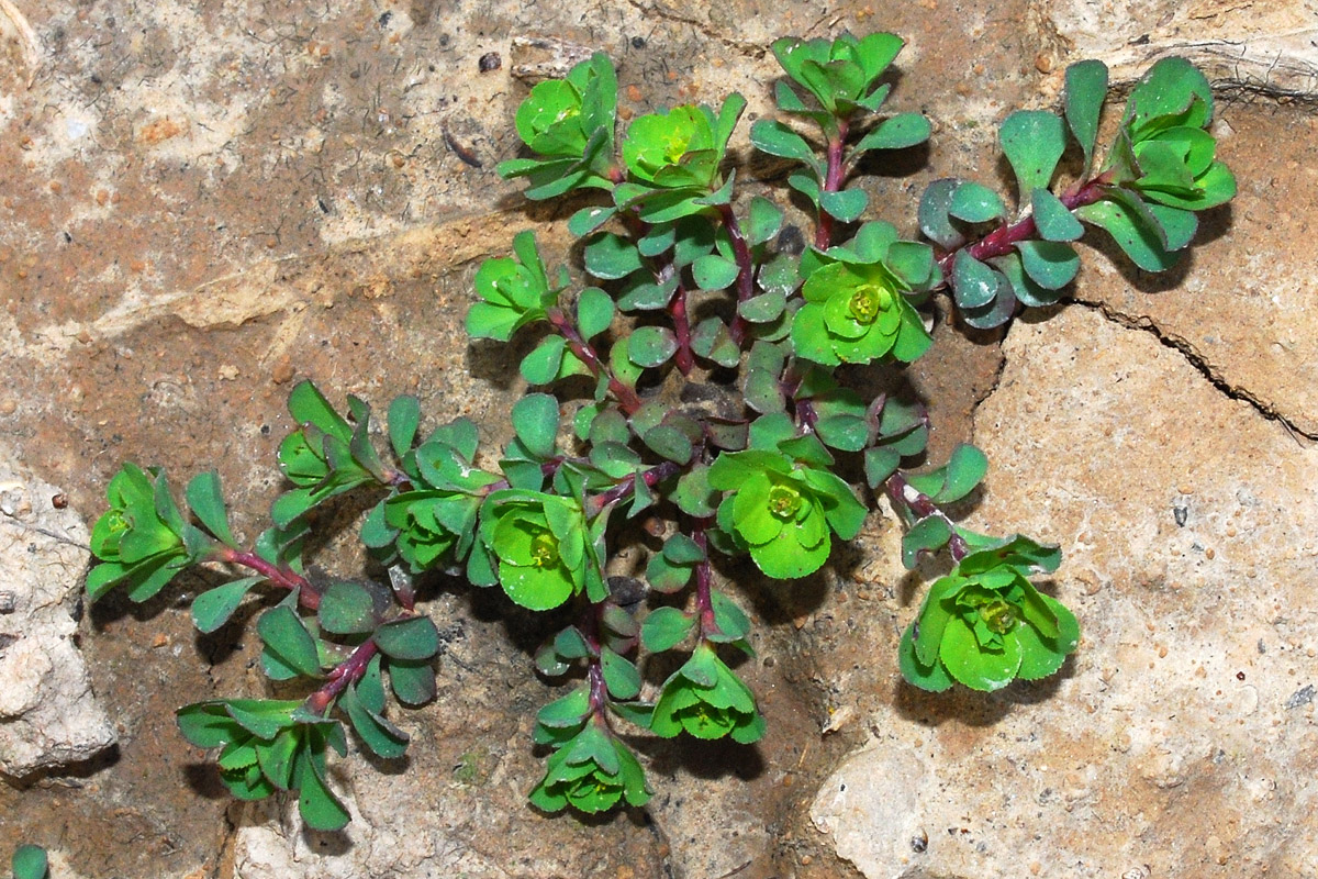 Image of Euphorbia helioscopia specimen.