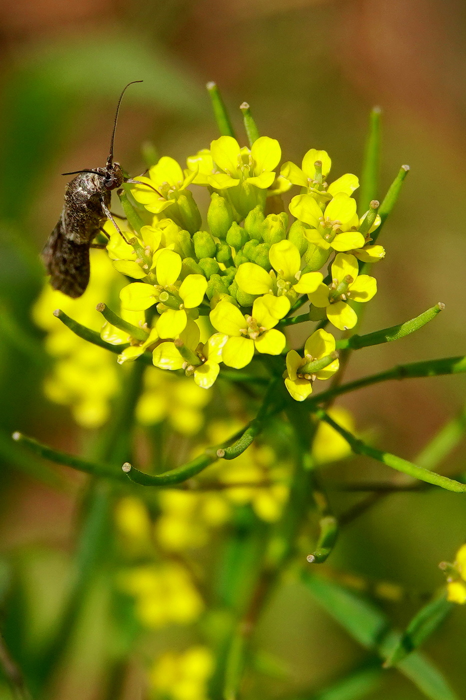 Image of Erysimum cheiranthoides specimen.