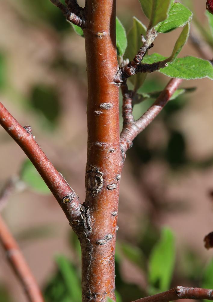 Изображение особи Cotoneaster melanocarpus.