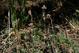 Смотреть изображение Antennaria dioica