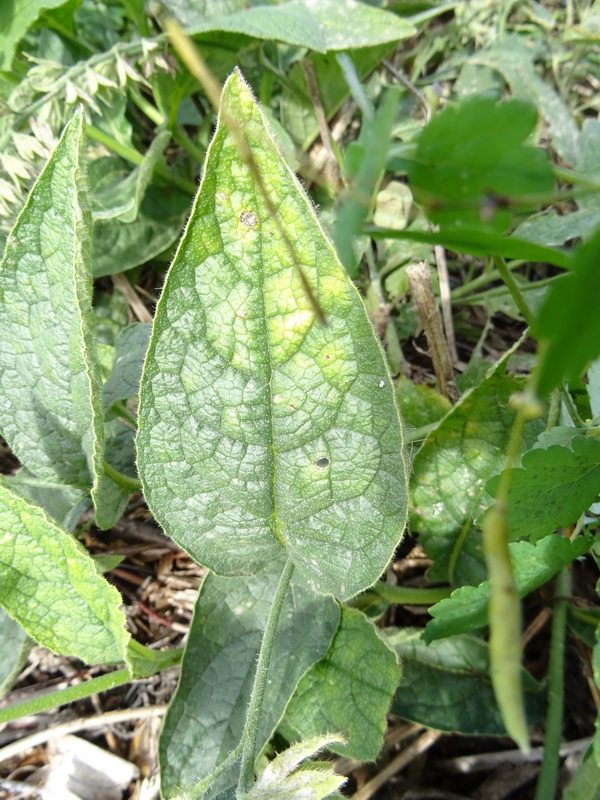 Image of Symphytum caucasicum specimen.