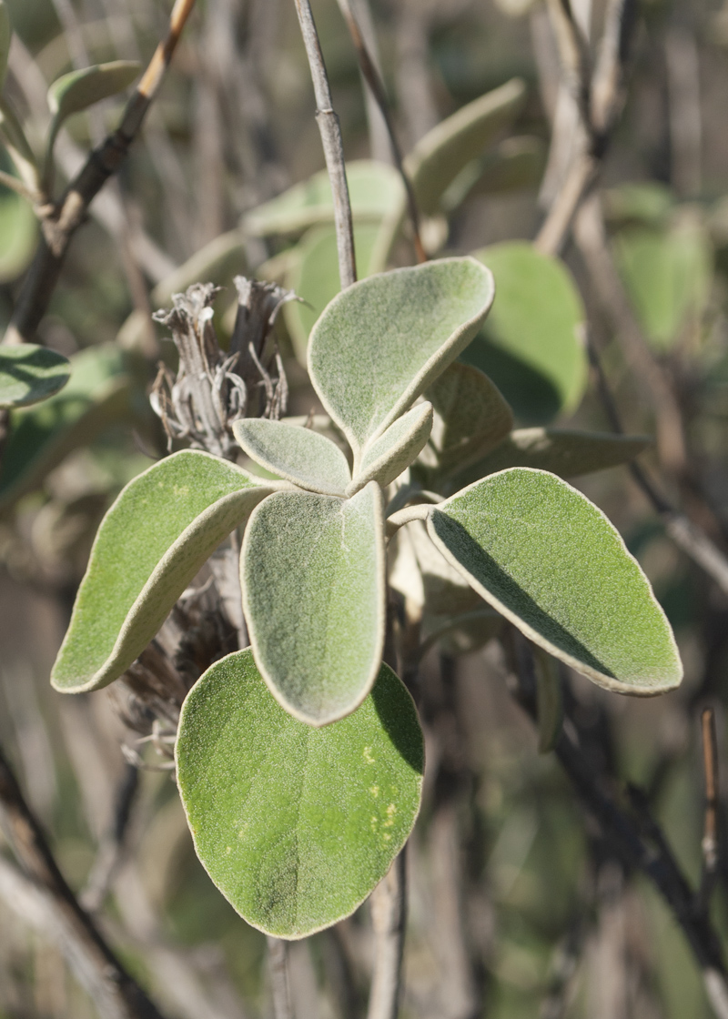 Image of Phlomis chimerae specimen.