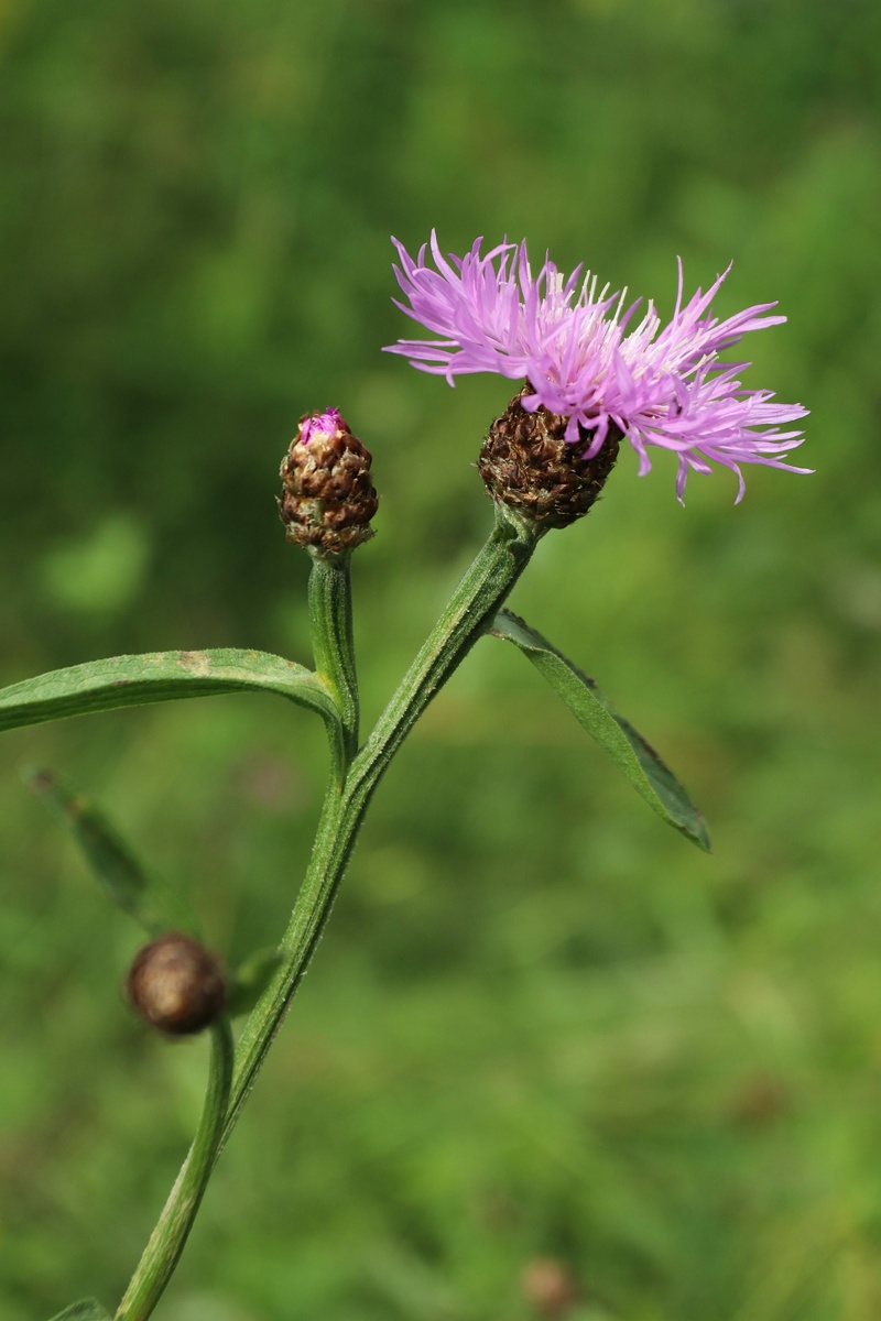 Image of Centaurea jacea specimen.