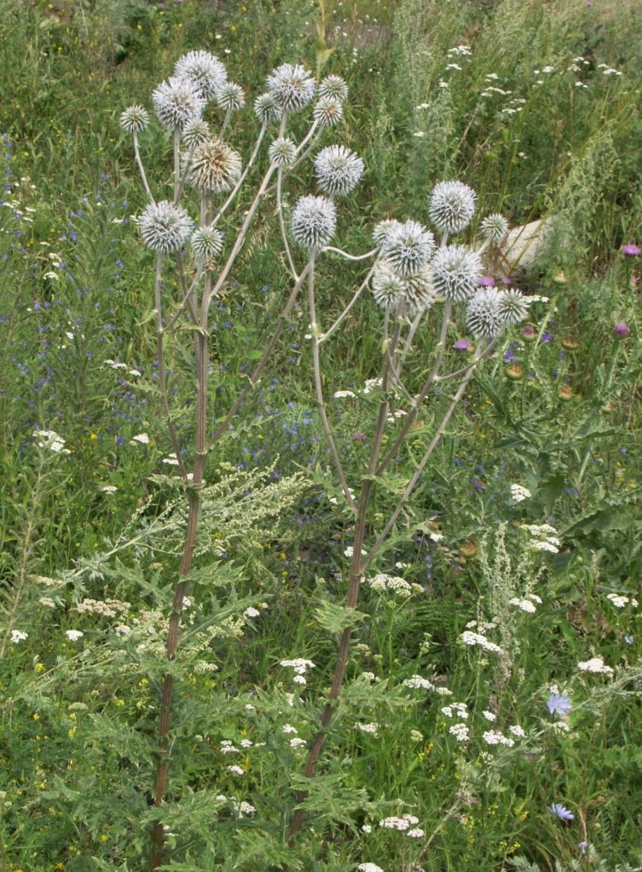 Изображение особи Echinops sphaerocephalus.