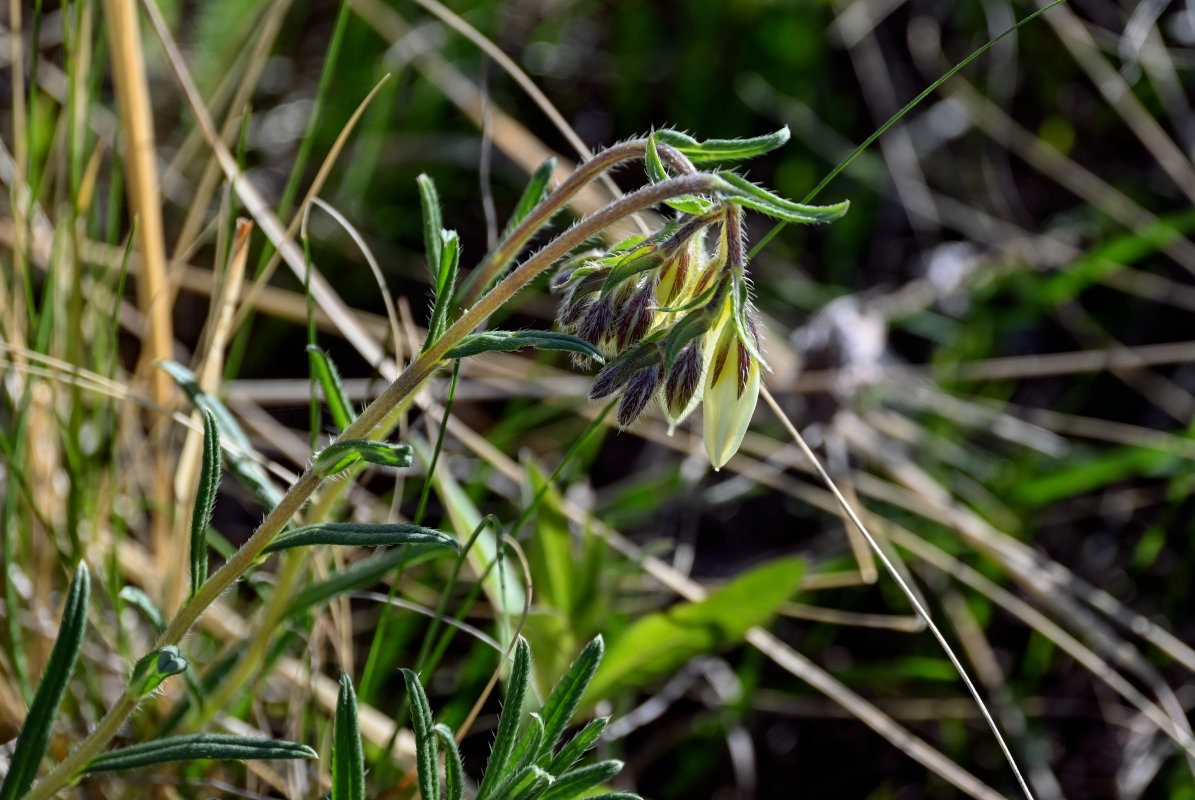 Изображение особи Onosma simplicissima.