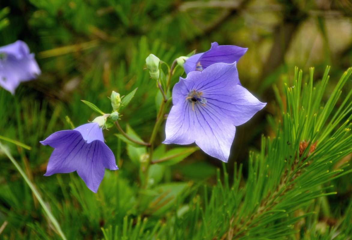 Изображение особи Platycodon grandiflorus.