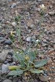 Amberboa turanica. Цветущее растение. Таджикистан, Согдийская обл., Исфара, глинисто-щебнистый склон. 1 мая 2023 г.