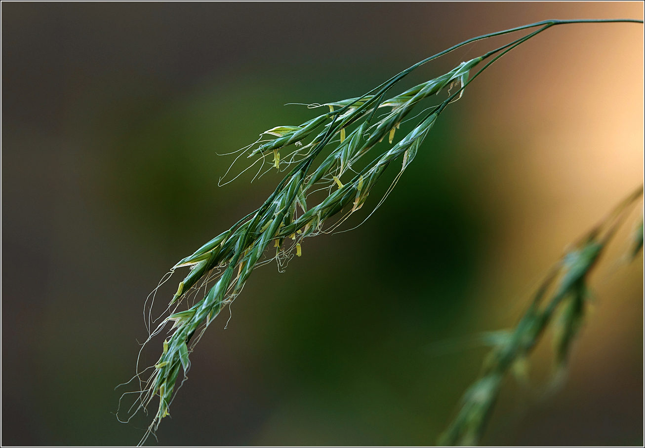 Image of Festuca gigantea specimen.