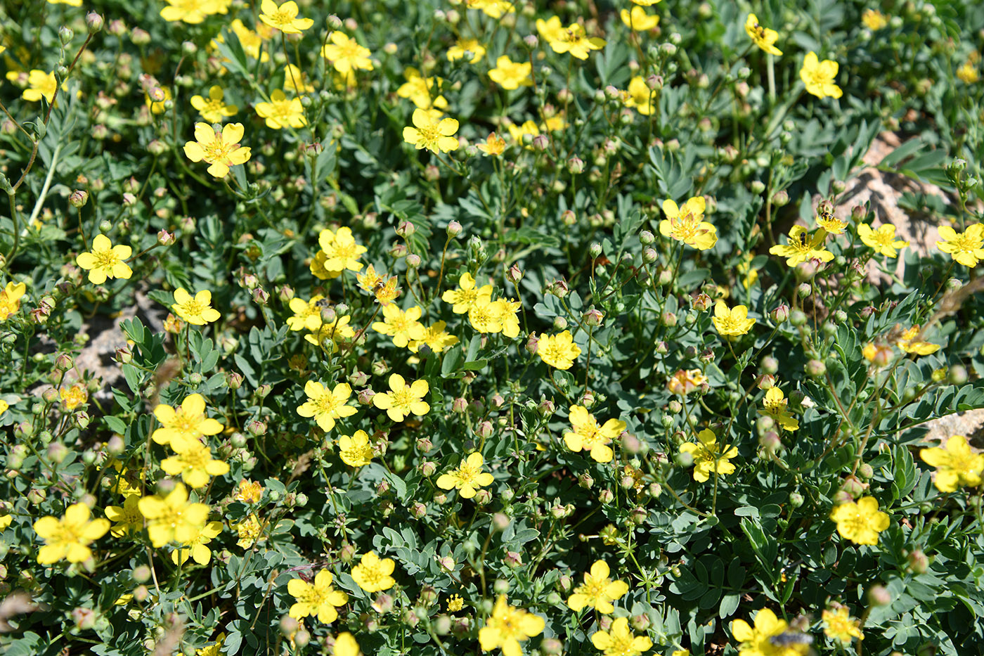 Image of Potentilla orientalis specimen.