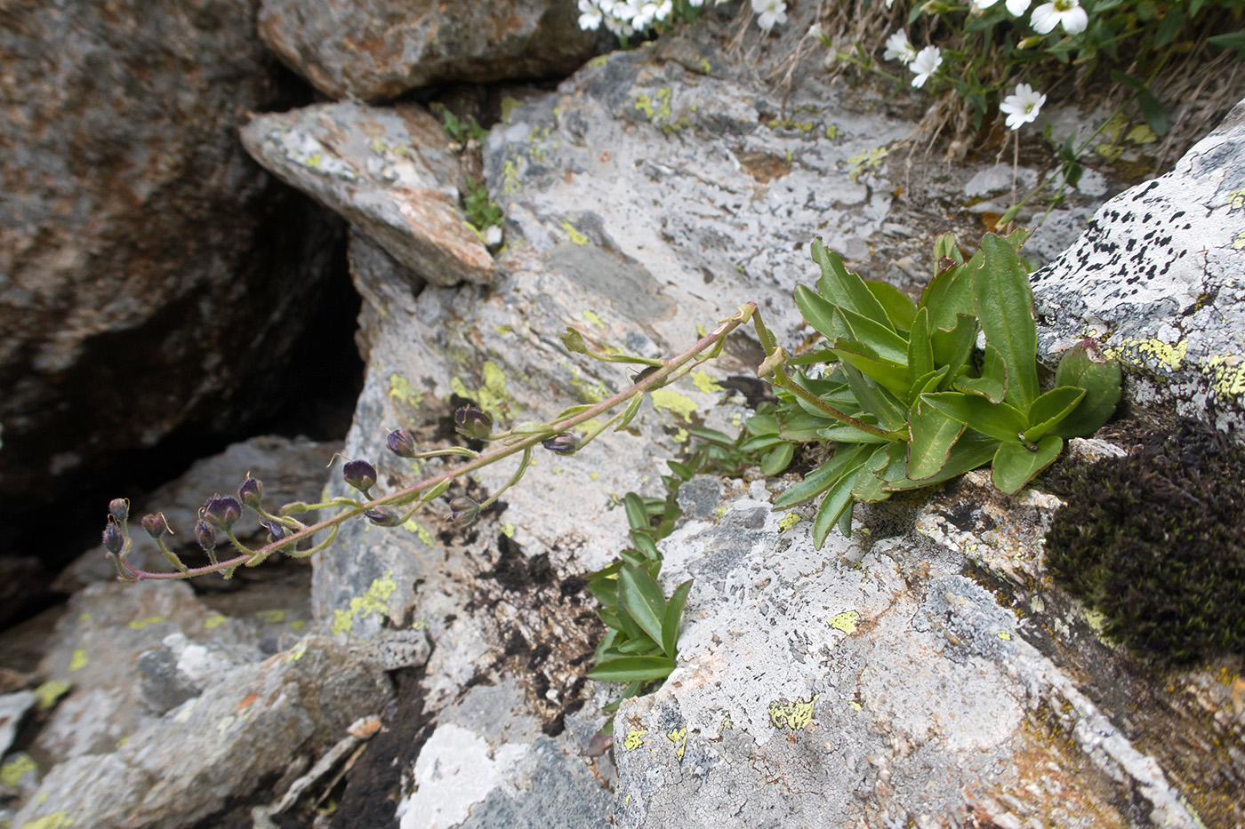 Image of Veronica gentianoides specimen.