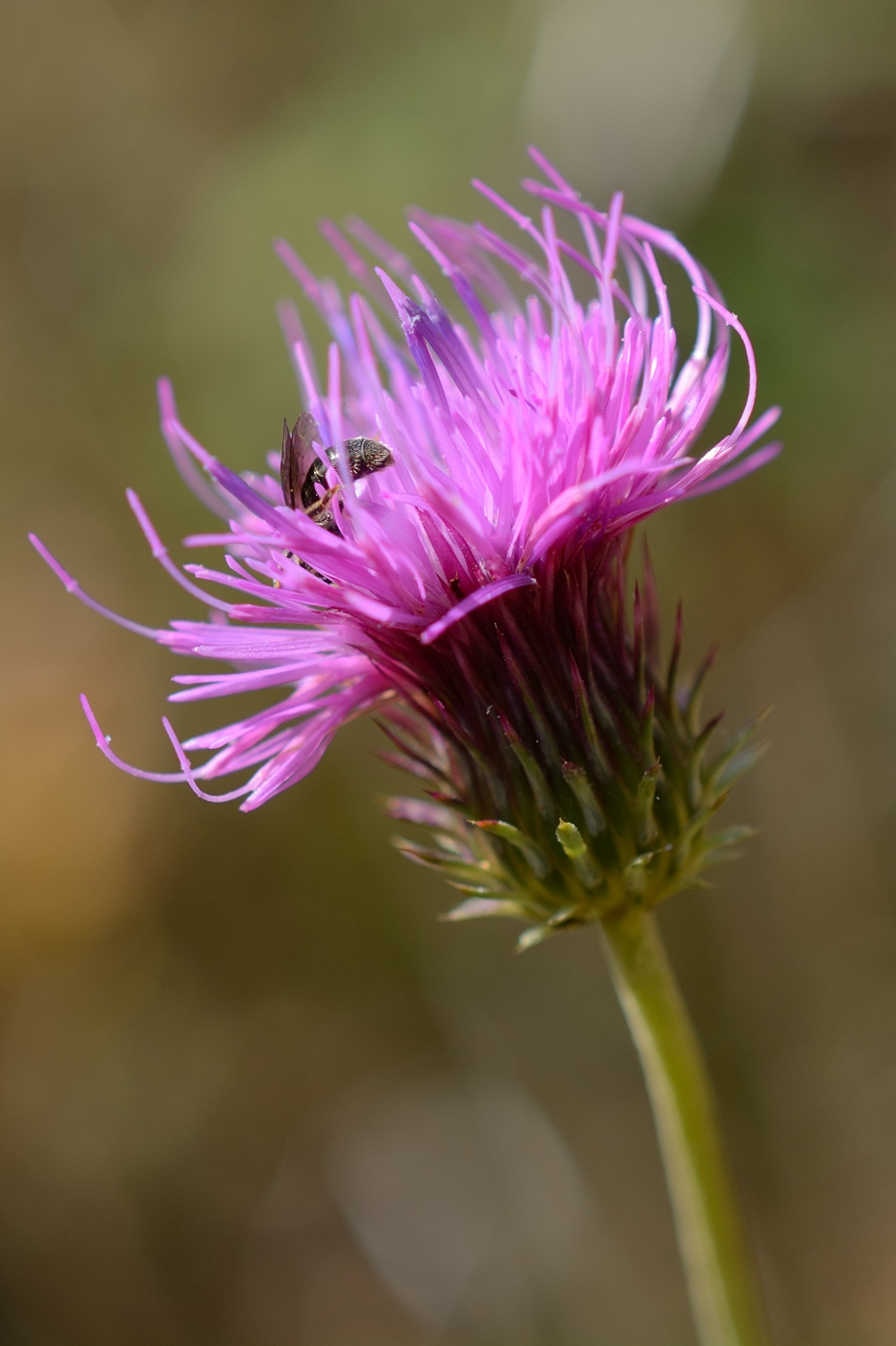 Image of Carduus adpressus specimen.