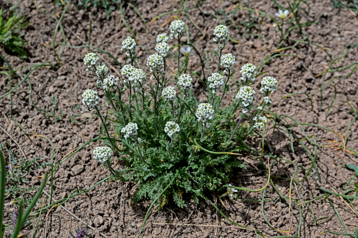 Image of Smelowskia calycina specimen.