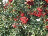 Pyracantha coccinea. Соплодия и листья. Краснодар, парк \"Краснодар\", Японский сад, в культуре. 01.01.2024.