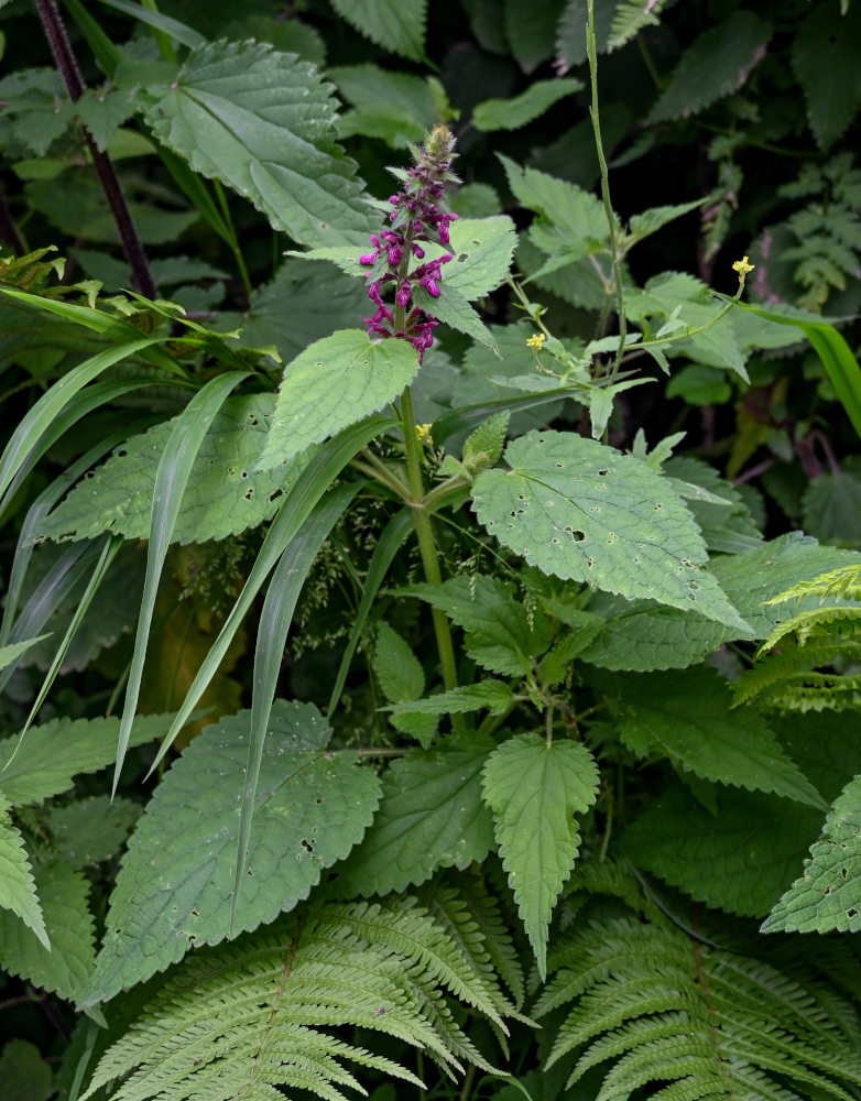 Image of Stachys sylvatica specimen.