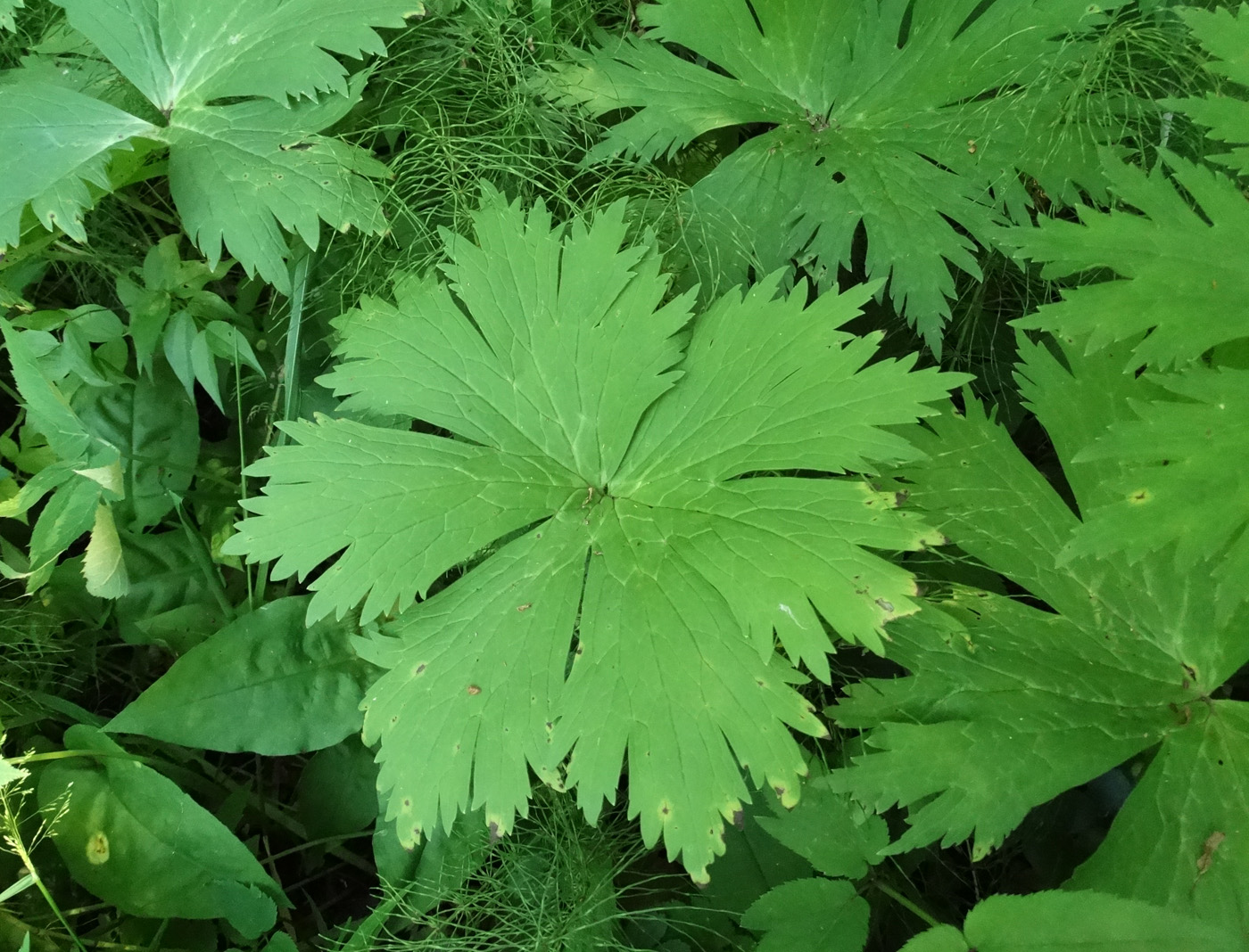 Изображение особи Aconitum septentrionale.