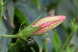 Смотреть изображение Hibiscus rosa-sinensis