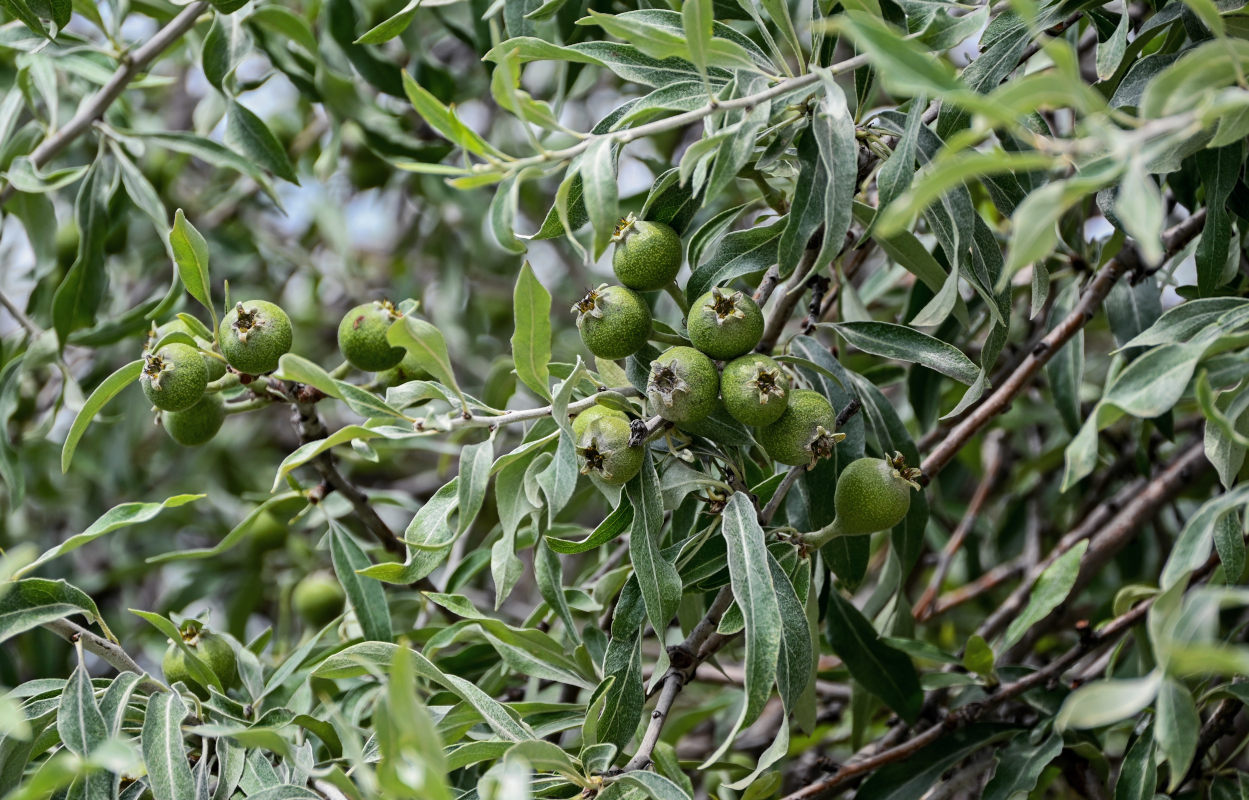 Image of Pyrus salicifolia specimen.