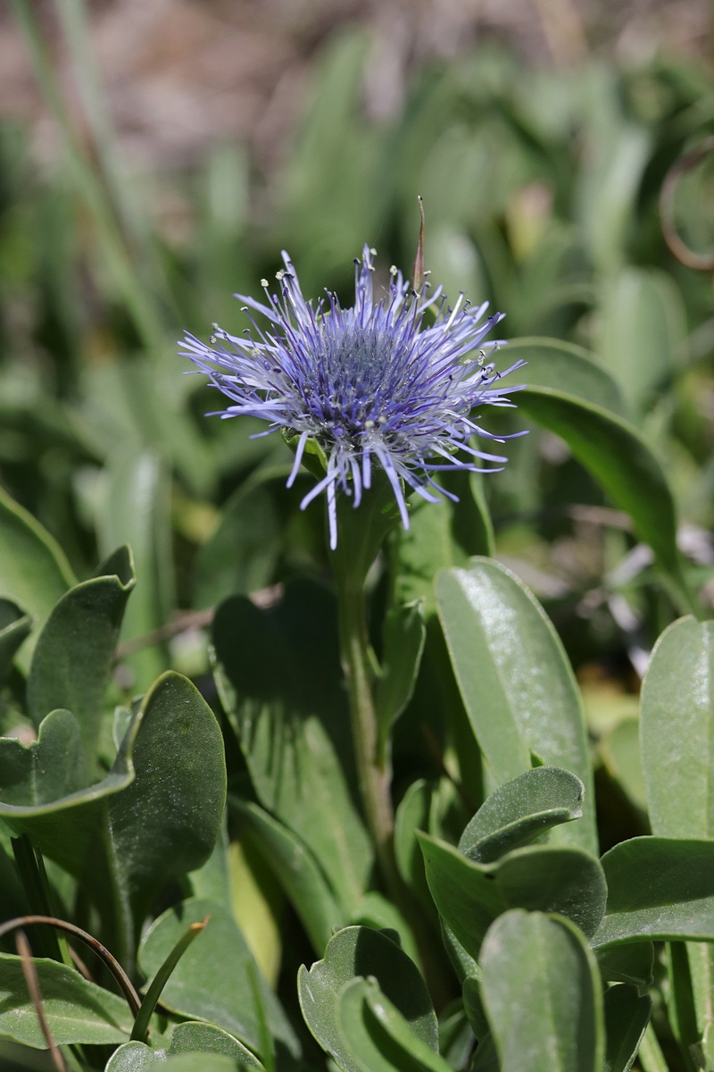 Image of Globularia trichosantha specimen.