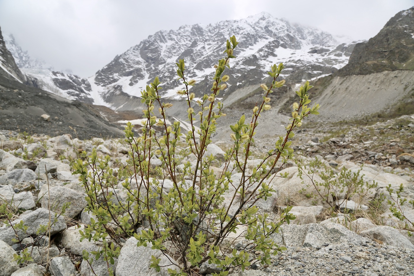 Изображение особи Salix caucasica.