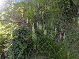 Смотреть изображение Arum italicum подвид albispathum