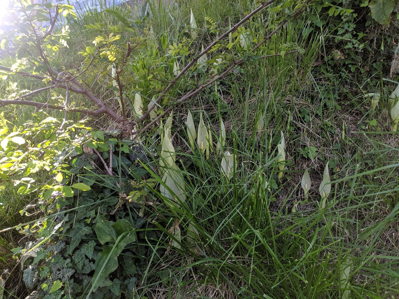 Изображение особи Arum italicum ssp. albispathum.