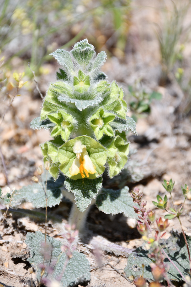 Image of Eremostachys isochila specimen.