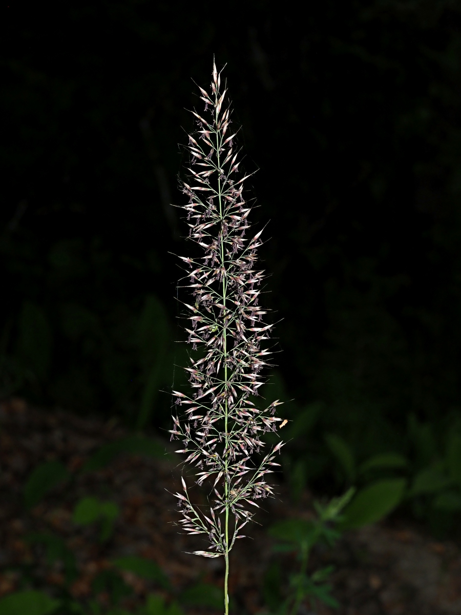 Изображение особи Calamagrostis arundinacea.