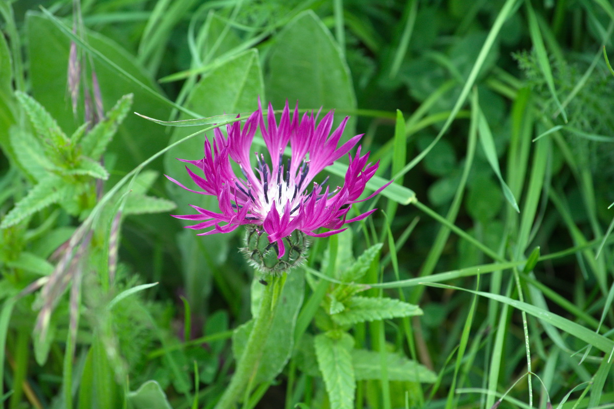 Image of Centaurea willdenowii specimen.