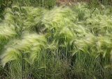 Hordeum jubatum