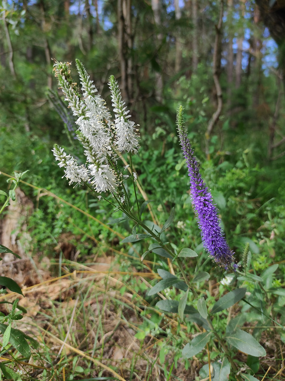 Image of Veronica spicata specimen.