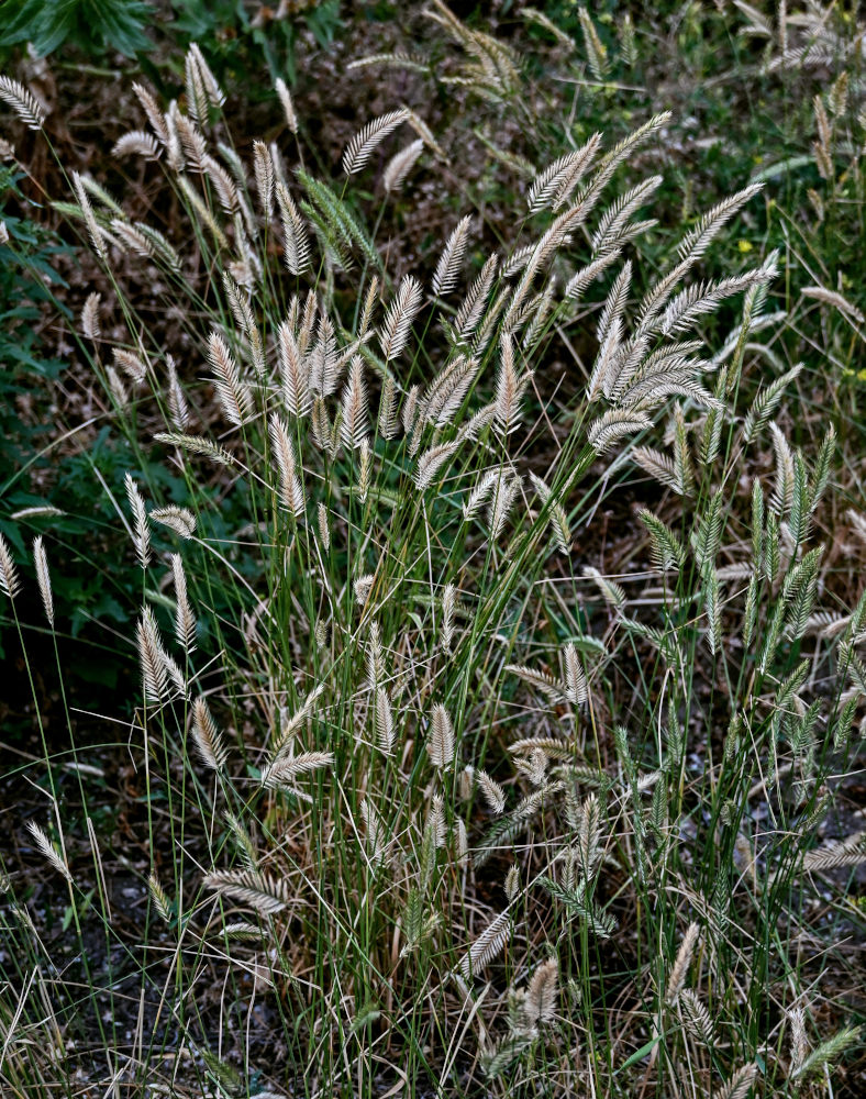 Image of Agropyron pectinatum specimen.