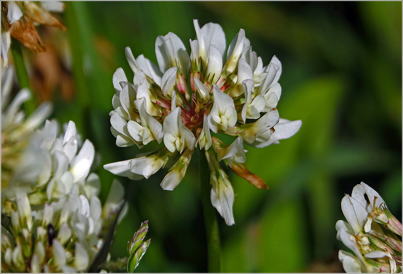 Изображение особи Trifolium repens.