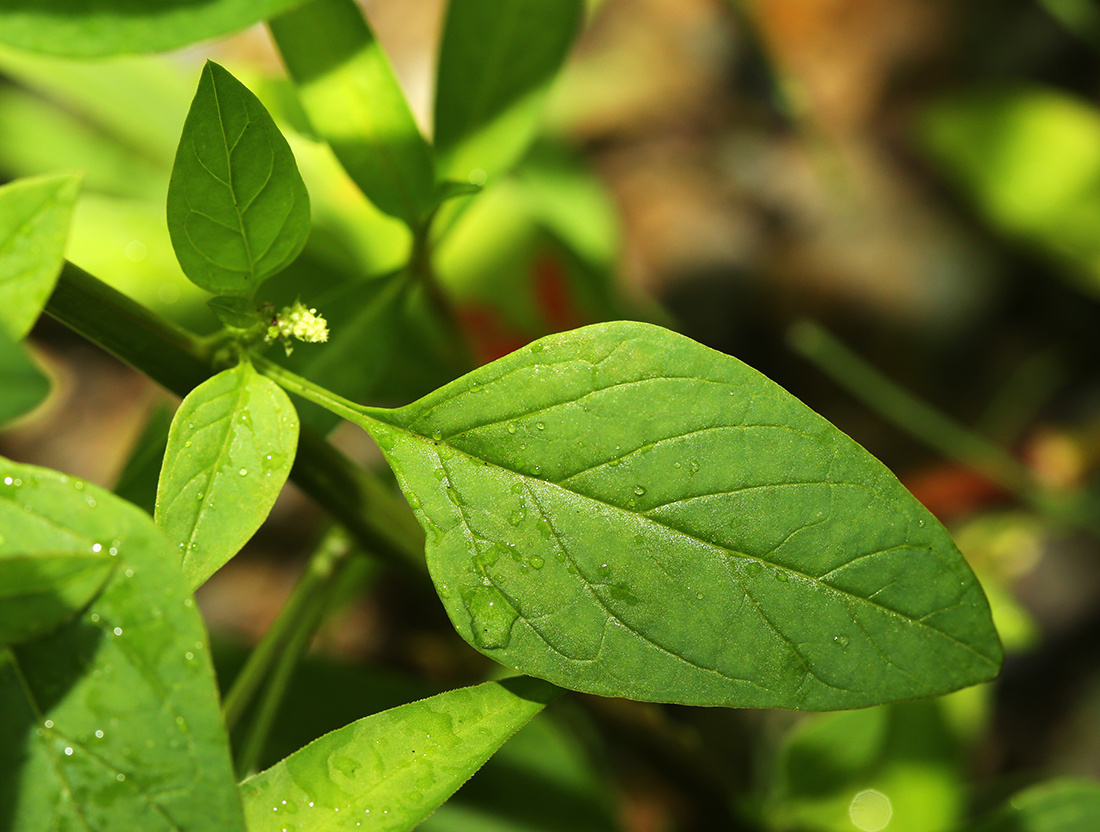 Изображение особи Lipandra polysperma.