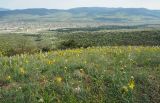 Asphodeline lutea. Аспект цветущих растений. Крым, гора Агармыш. 14.04.2024.