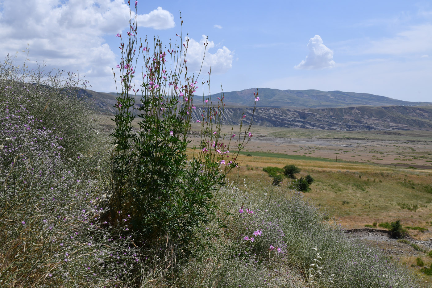 Image of Incarvillea olgae specimen.