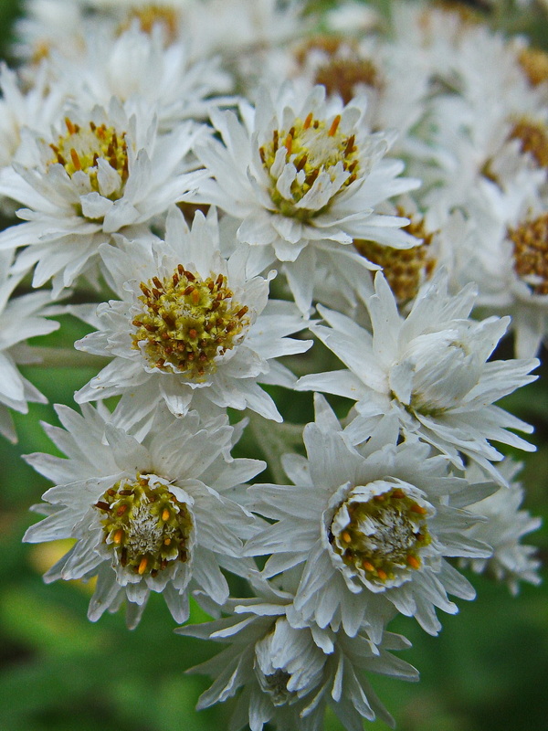 Изображение особи Anaphalis margaritacea.