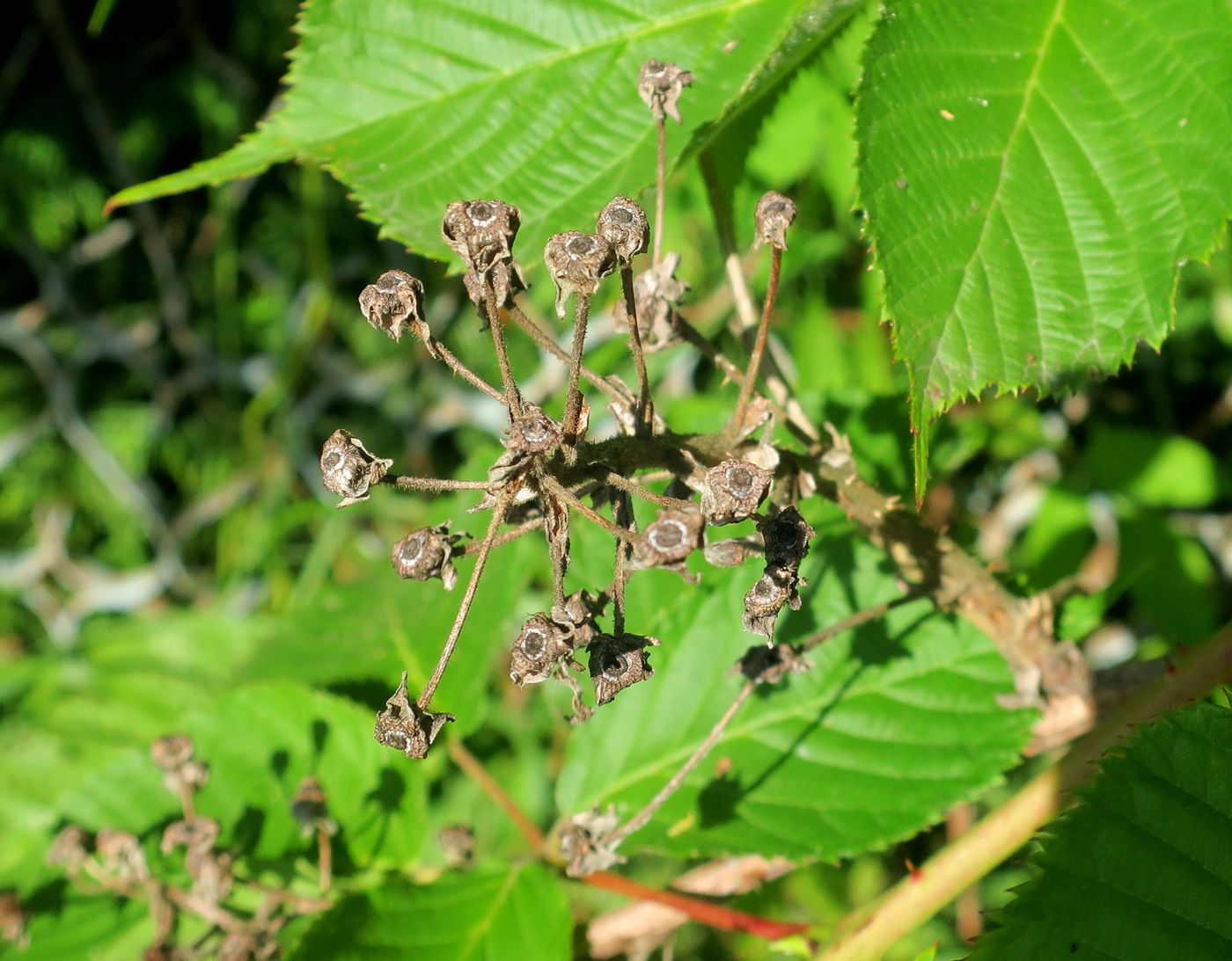 Image of Rubus allegheniensis specimen.