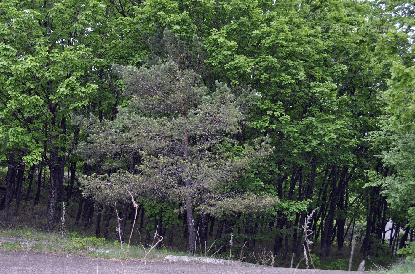 Image of genus Pinus specimen.