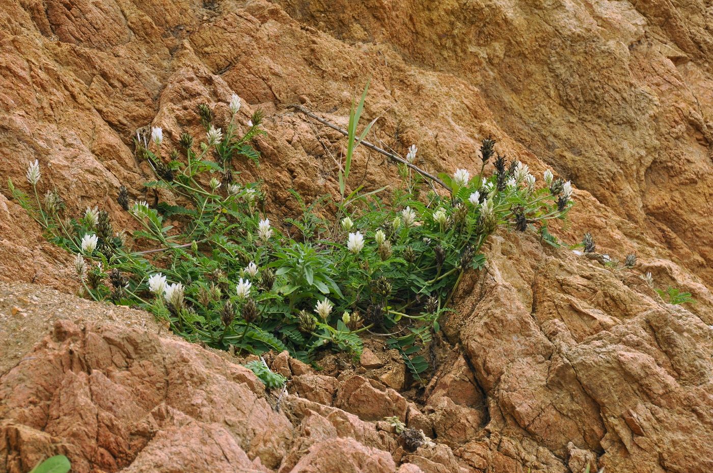 Изображение особи Astragalus marinus.