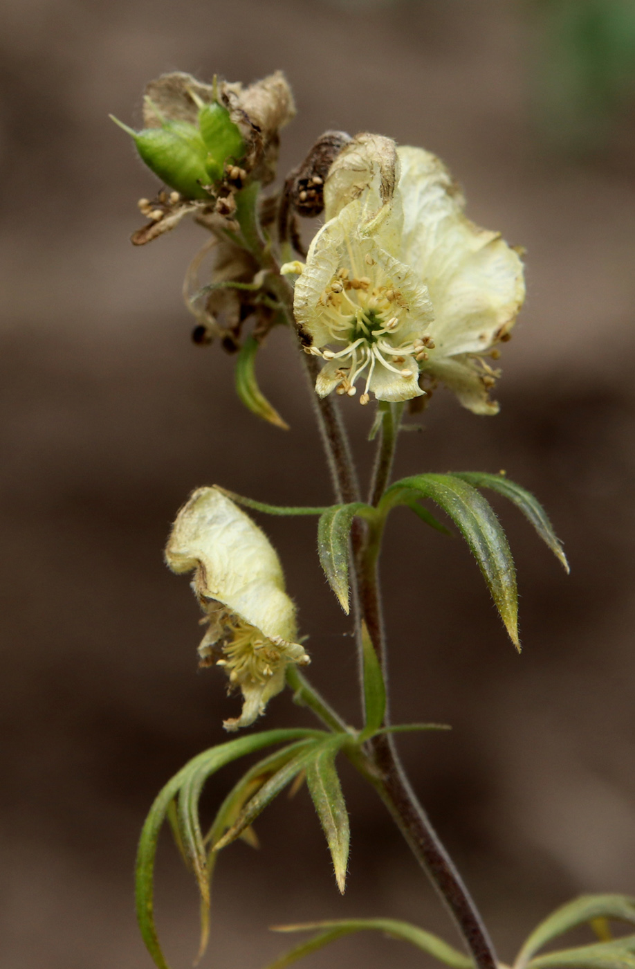 Image of Aconitum nemorosum specimen.