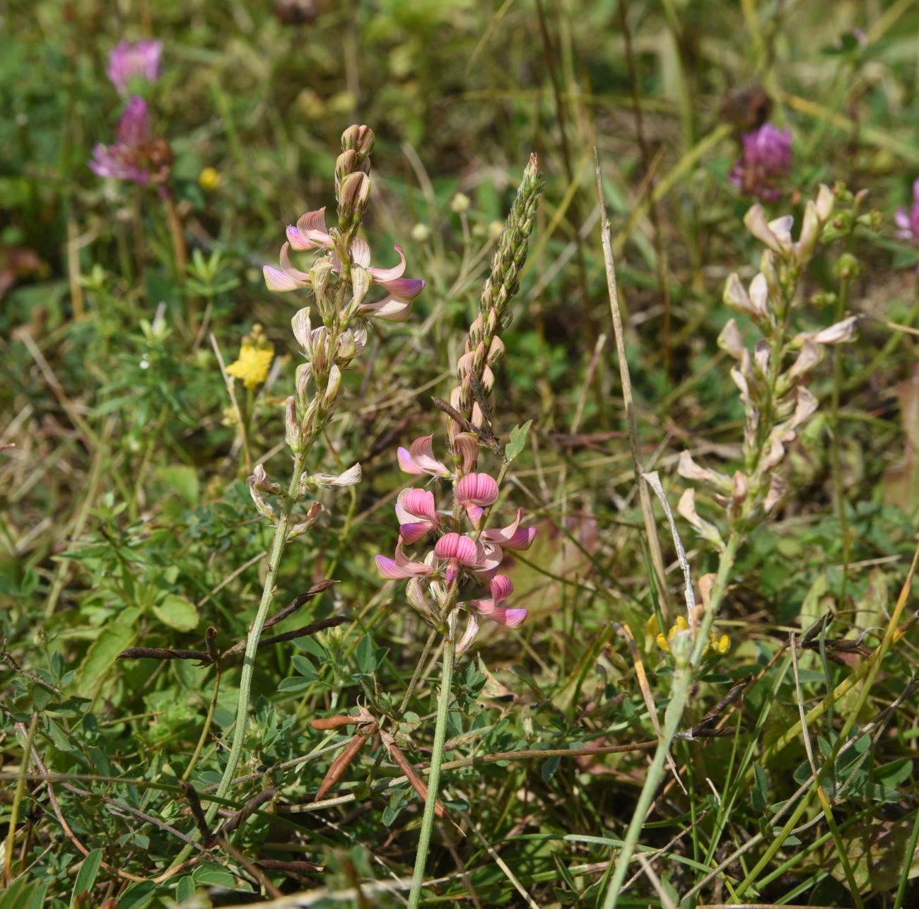 Image of genus Onobrychis specimen.