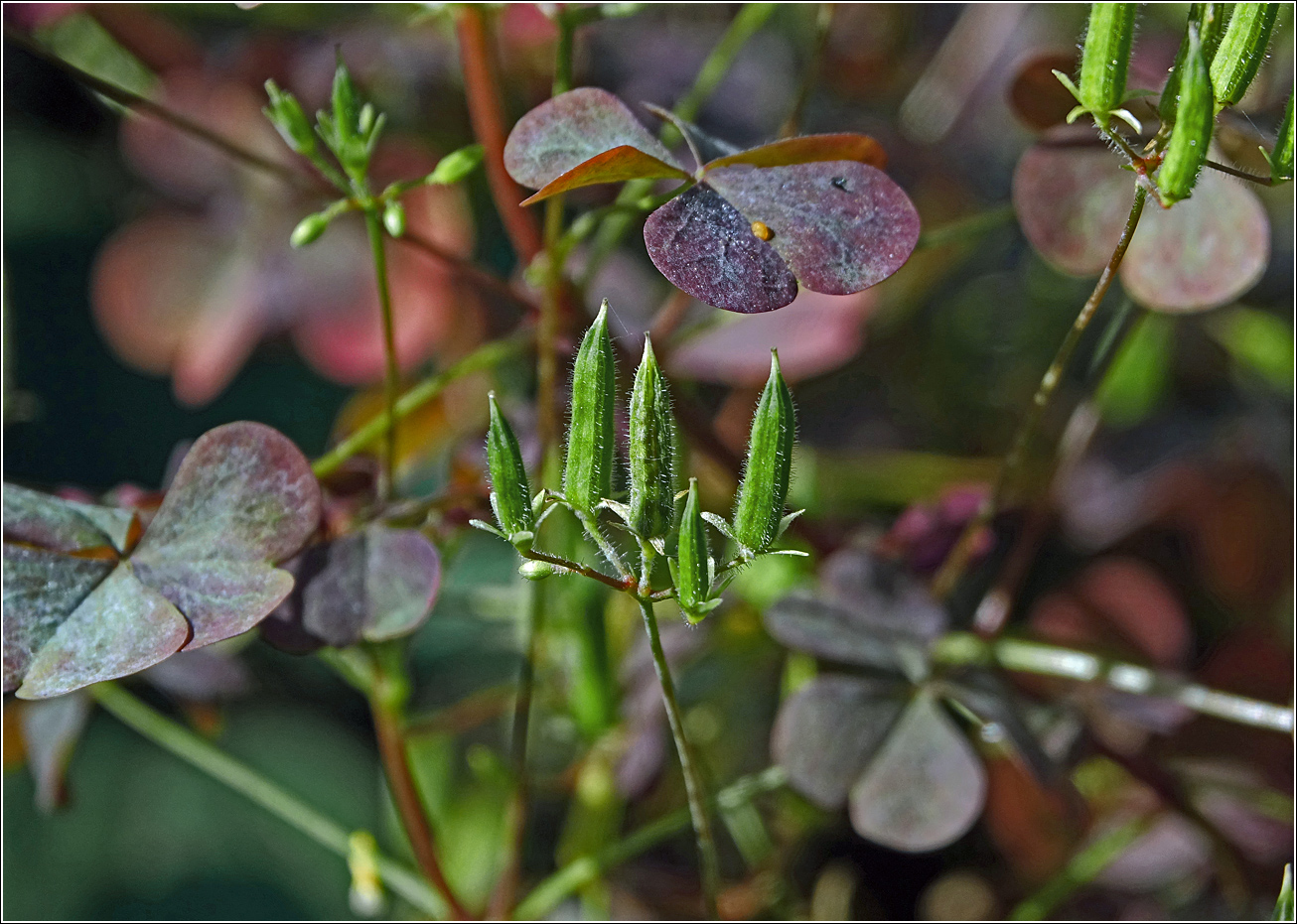 Image of Oxalis stricta specimen.