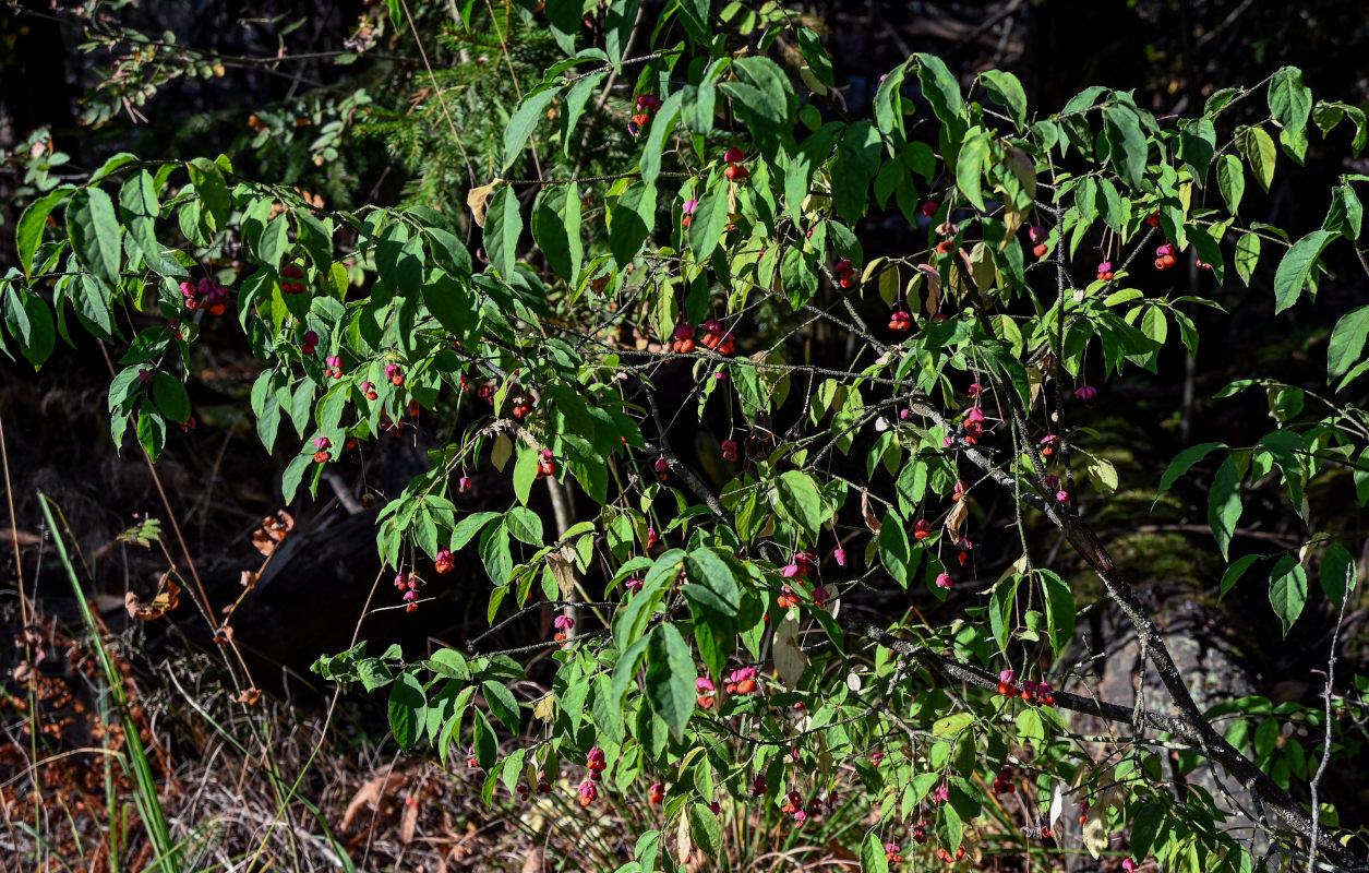 Изображение особи Euonymus verrucosus.