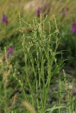 Atriplex littoralis