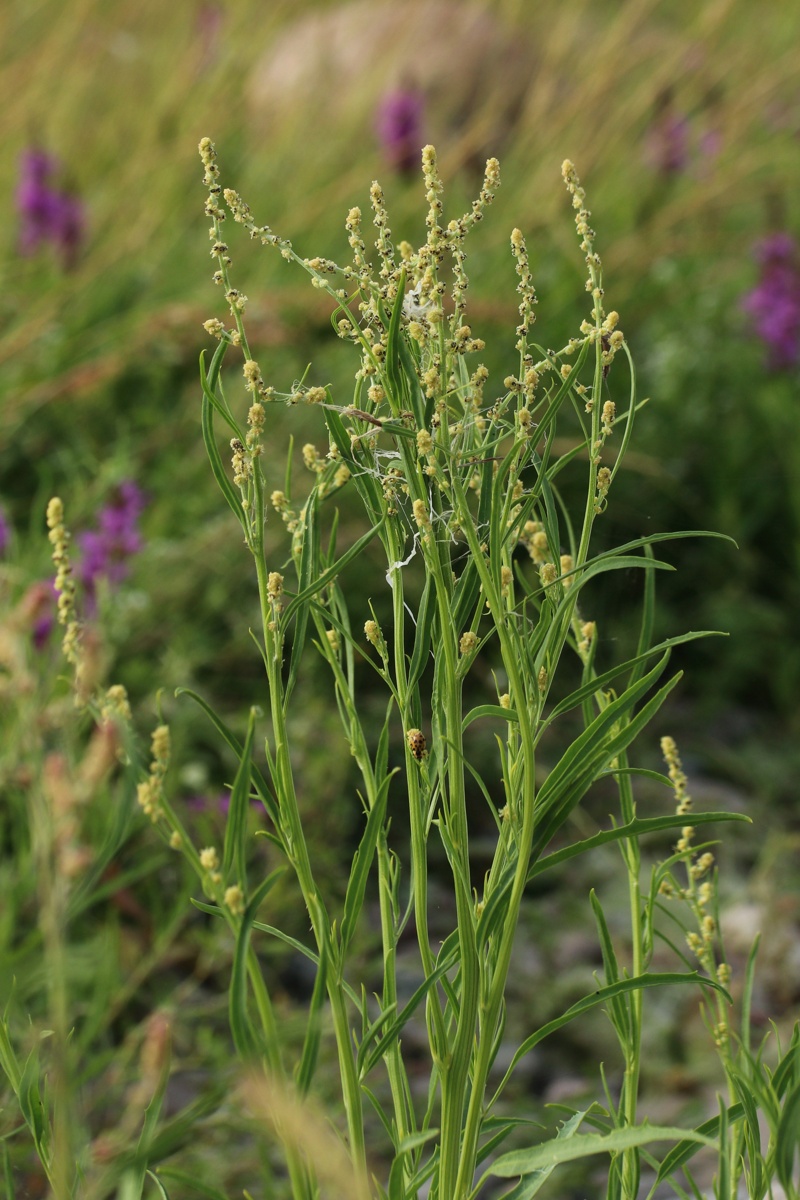 Изображение особи Atriplex littoralis.