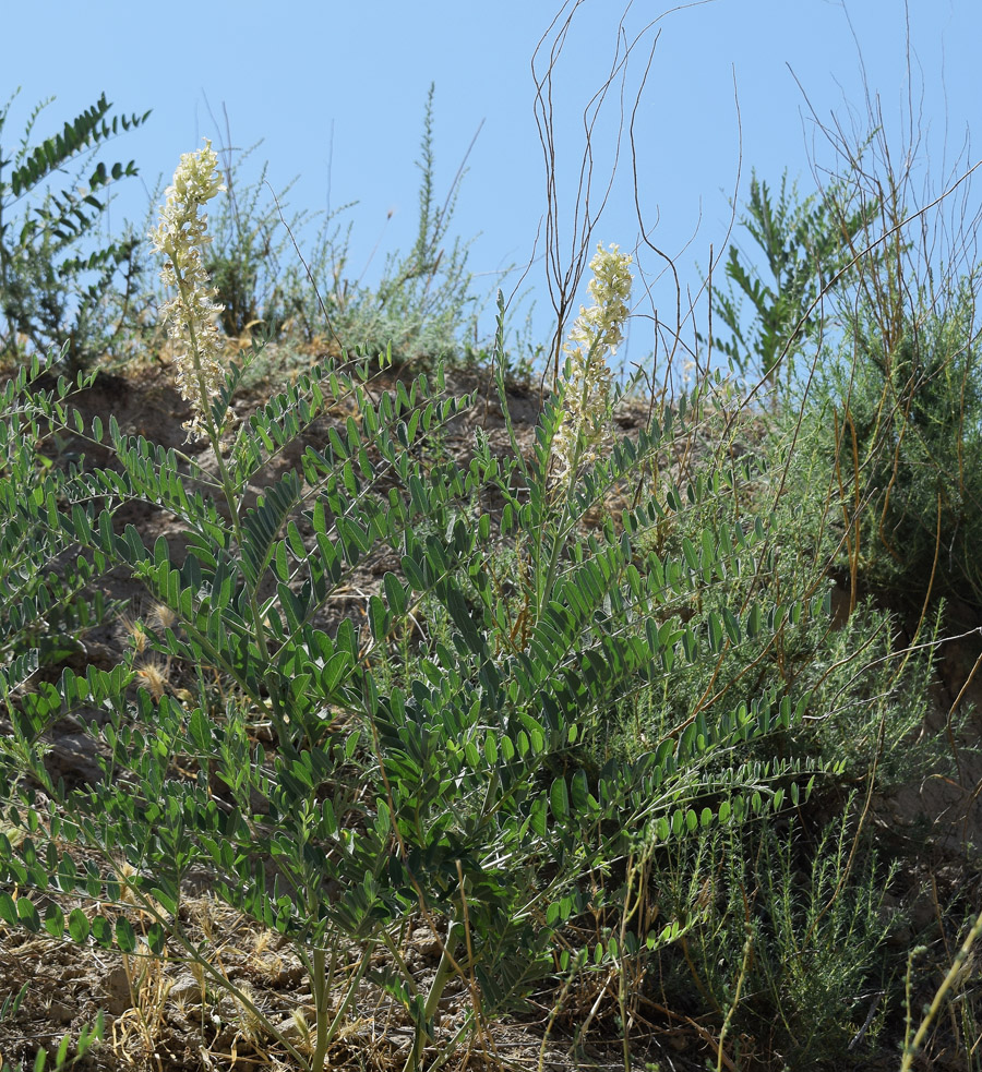 Изображение особи Pseudosophora alopecuroides.