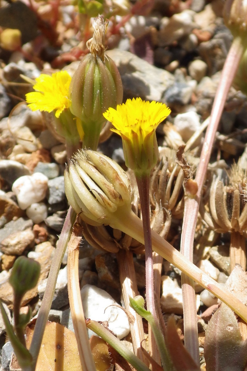 Image of Hedypnois rhagadioloides specimen.