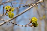 Смотреть изображение Acer platanoides