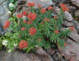 View full-size image Rhodiola linearifolia